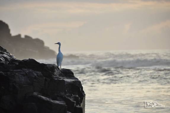 Como nós, os pássaros também admiram mais um dia que nasce na cidade de Torres, litoral norte do Rio Grande do Sul